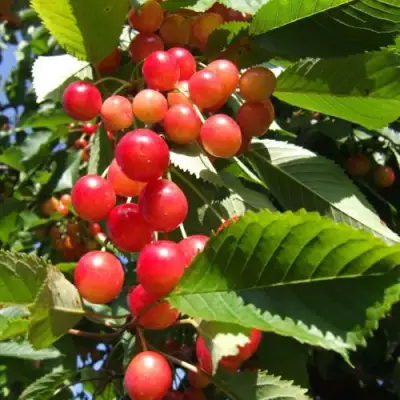Черешня БРЯНСКАЯ РОЗОВАЯ в Гродно