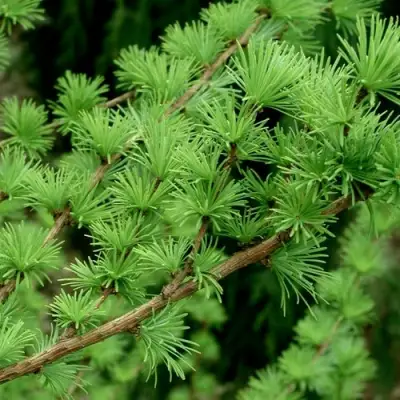 Лиственница европейская в Гродно