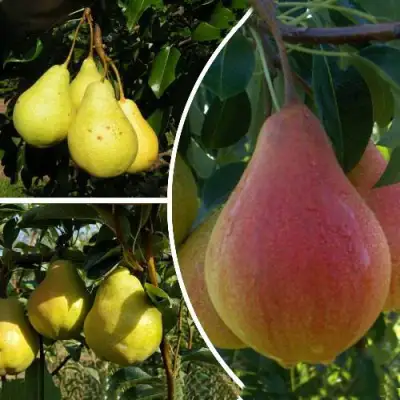 Комплект ТРИ ГРАЦИИ в Гродно