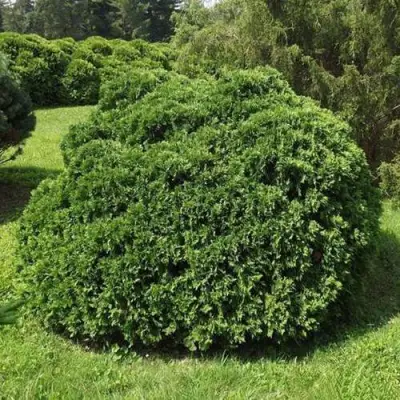 Туя УМБРАКУЛИФЕРА западная в Гродно