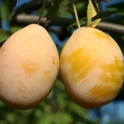 Слива ВАШИНГТОН в Гродно