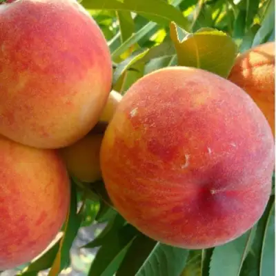 Персик ДИВНЫЙ в Гродно