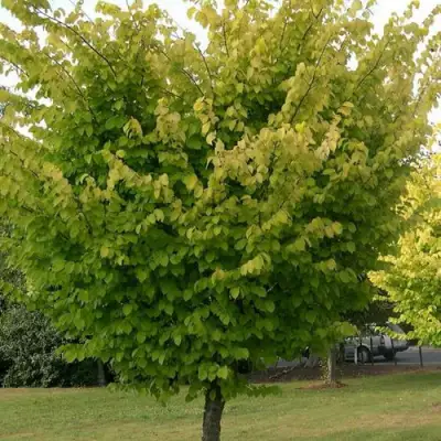 Вяз обыкновенный в Гродно