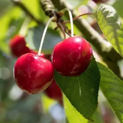 Черешня ТЕРЕМОШКА в Гродно