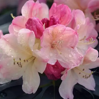 Рододендрон ПЕРСИ ВАЙСМАН в Гродно