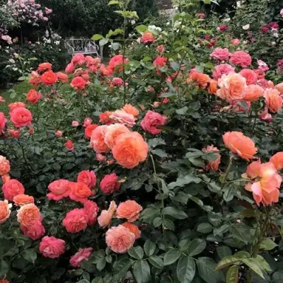 Роза БЕЛЬВЕДЕР шраб в Гродно