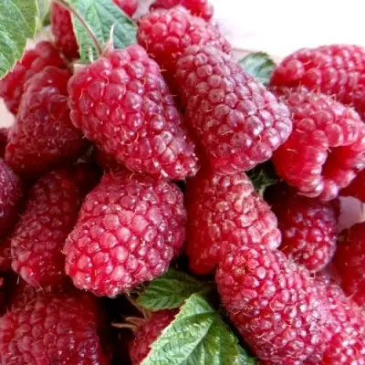 Малина КАСКАД ДЕЛАЙТ в Гродно