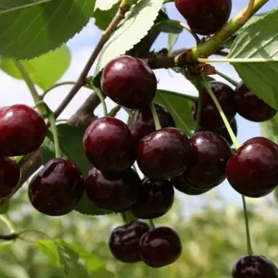 Вишня СВЕРДЛОВЧАНКА степная в Гродно