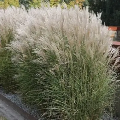 Мискантус КЛЯЙН СИЛЬБЕРСПАЙН китайский  в Гродно