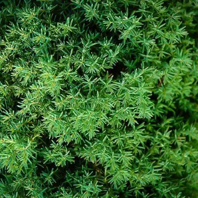 Туя ТЕДДИ западная в Гродно