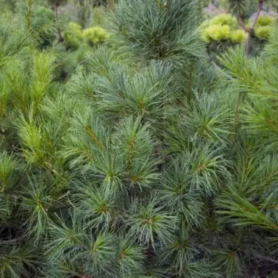 Сосна АРМАНДИ в Гродно