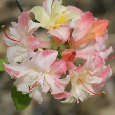 Азалия КЭННОНС ДАБЛ листопадная в Гродно