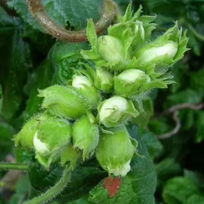 Фундук ВЕББА ЦЕННЫЙ в Гродно