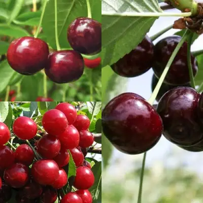 Комплект ВИШНЕВЫЙ САД в Гродно