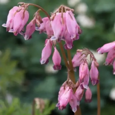 Дицентра изящная в Гродно