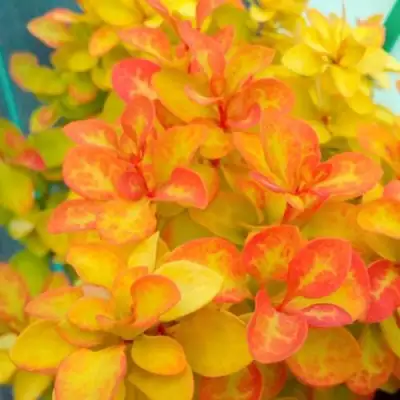 Барбарис САММЕР САНСЕТ тунберга в Гродно