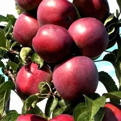 Яблоня СОЗВЕЗДИЕ колонновидная в Гродно