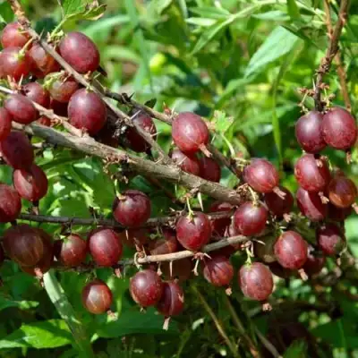 Крыжовник ОЛАВИ (ХИННОНМАЕН ПУНАЙНЕН) в Гродно