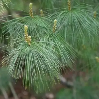 Сосна АРМАНДИ в Гродно