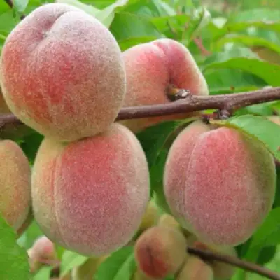 Персик ЕЛГАВСКИЙ в Гродно