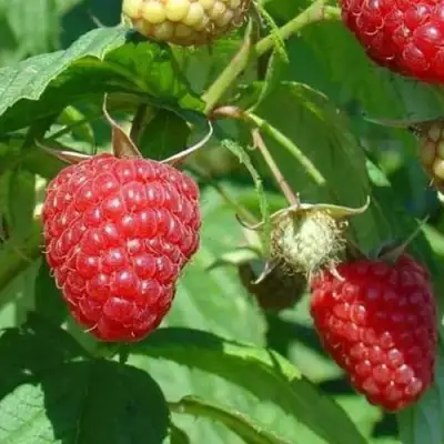 Малина ТАДМОР в Гродно