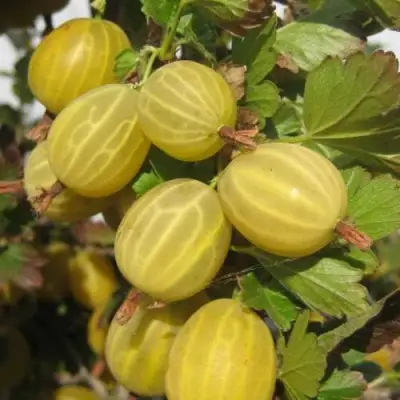 Крыжовник ЯРОВОЙ в Гродно