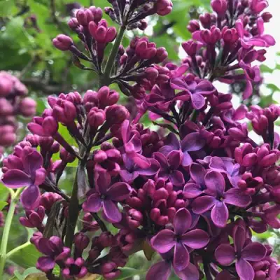 Сирень ЛЮДВИГ ШПЕТ в Гродно