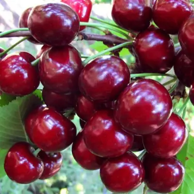 Вишня ЖУКОВСКАЯ в Гродно