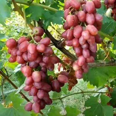 Виноград БАСАНТИ в Гродно