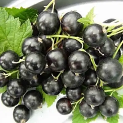 Смородина чёрная ТИТАНИЯ в Гродно