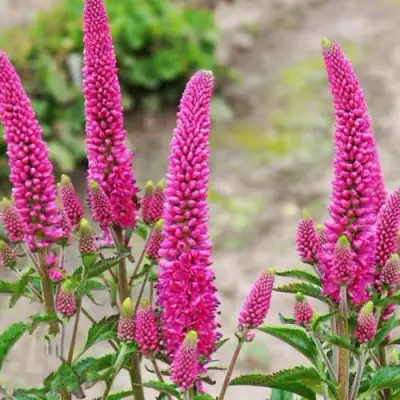 Вероника ФЕРСТ ЛАВ длиннолистная в Гродно