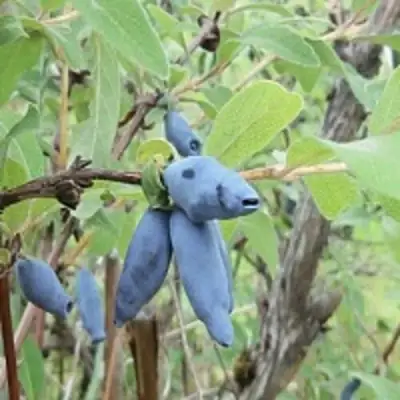 Жимолость съедобная ПУШКИНСКАЯ в Гродно