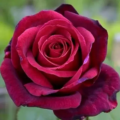 Роза ПАПА МЕЙЯН чайно-гибридная в Гродно