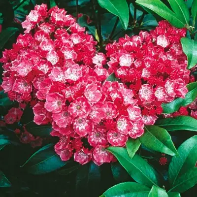 Кальмия КАРДИНАЛ в Гродно