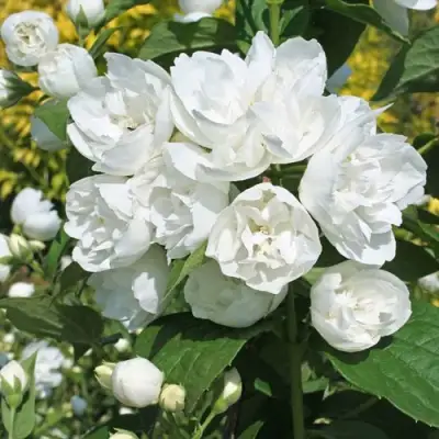 Жасмин махровый в Гродно