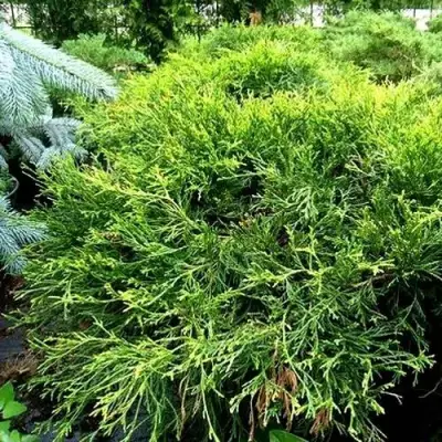 Кипарисовик ФИЛИФЕРА АУРЕА ВАРИЕГАТТА горохоплодный в Гродно