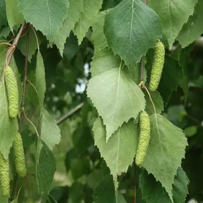 Береза бородавчатая в Гродно