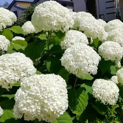 Гортензия АННАБЕЛЬ древовидная в Гродно