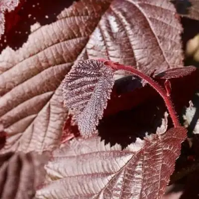 Фундук СИРЕНА в Гродно