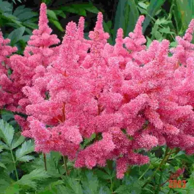 Астильба БОНН японская в Гродно