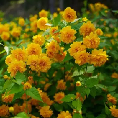 Керрия японская ПЛЕНИФЛОРА в Гродно