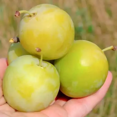 Слива РЕНКЛОД ранний в Гродно