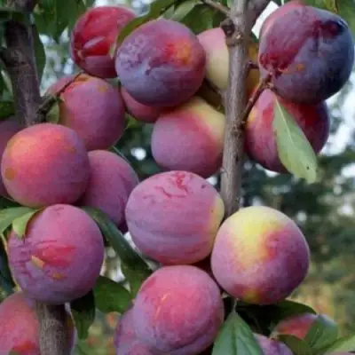 Слива ИМПЕРИАЛ колонновидная в Гродно