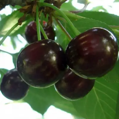 Дюк КСЕНИЯ (ЧЕРЕВИШНЯ) в Гродно