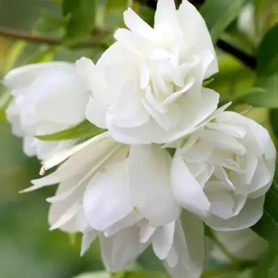 Жасмин МАНТО Д’ЭРМИН в Гродно