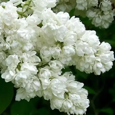 Сирень ПАМЯТЬ О КОЛЕСНИКОВЕ в Гродно