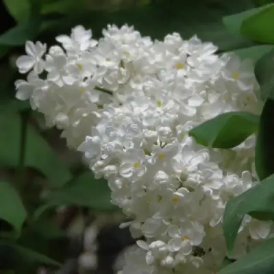 Сирень РУССКИЙ СЕВЕР в Гродно
