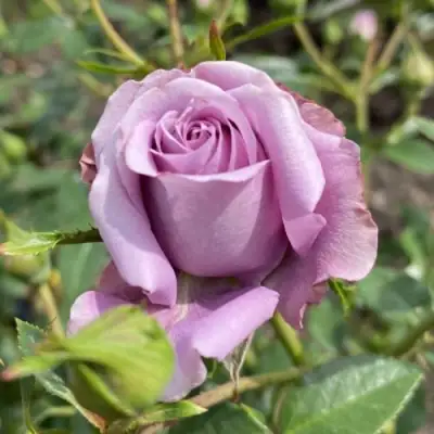 Роза БИЛОНА спрей в Гродно