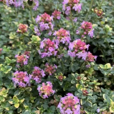 Тимьян ДОННА ВАЛЕЙ лимоннопахнущий в Гродно