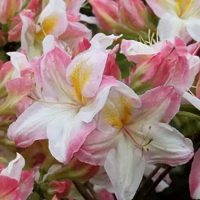 Азалия САТОМИ японская в Гродно